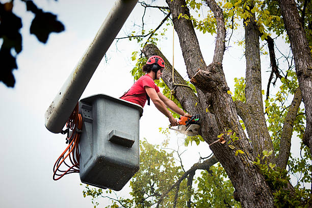  Leland, NC Tree Services Pros